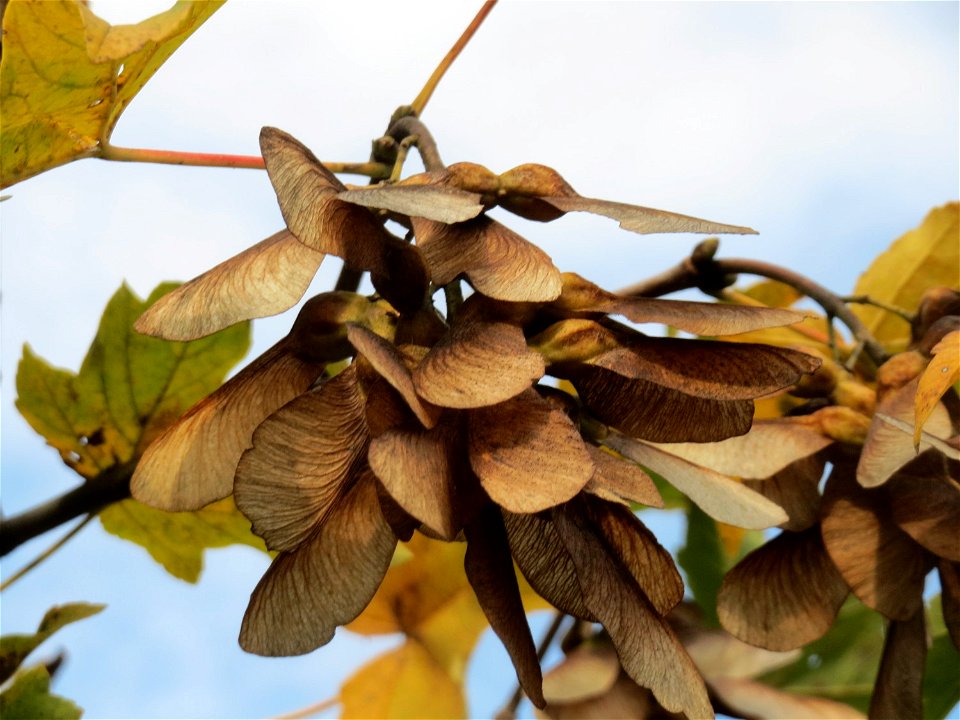 Berghorn (Acer pseudoplatanus) in Hockenheim