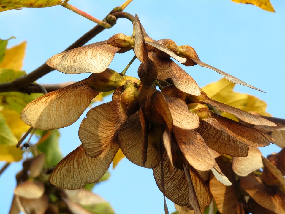 Berghorn (Acer pseudoplatanus) in Hockenheim