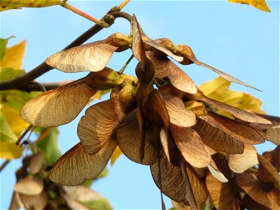 Berghorn (Acer pseudoplatanus) in Hockenheim photo