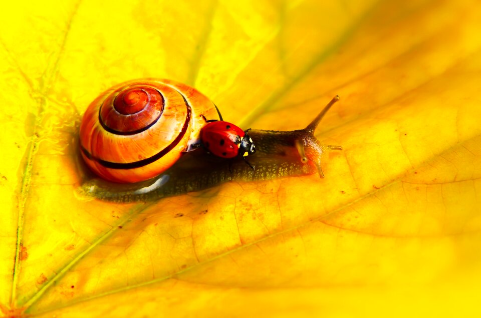 Insect the beetle leaf