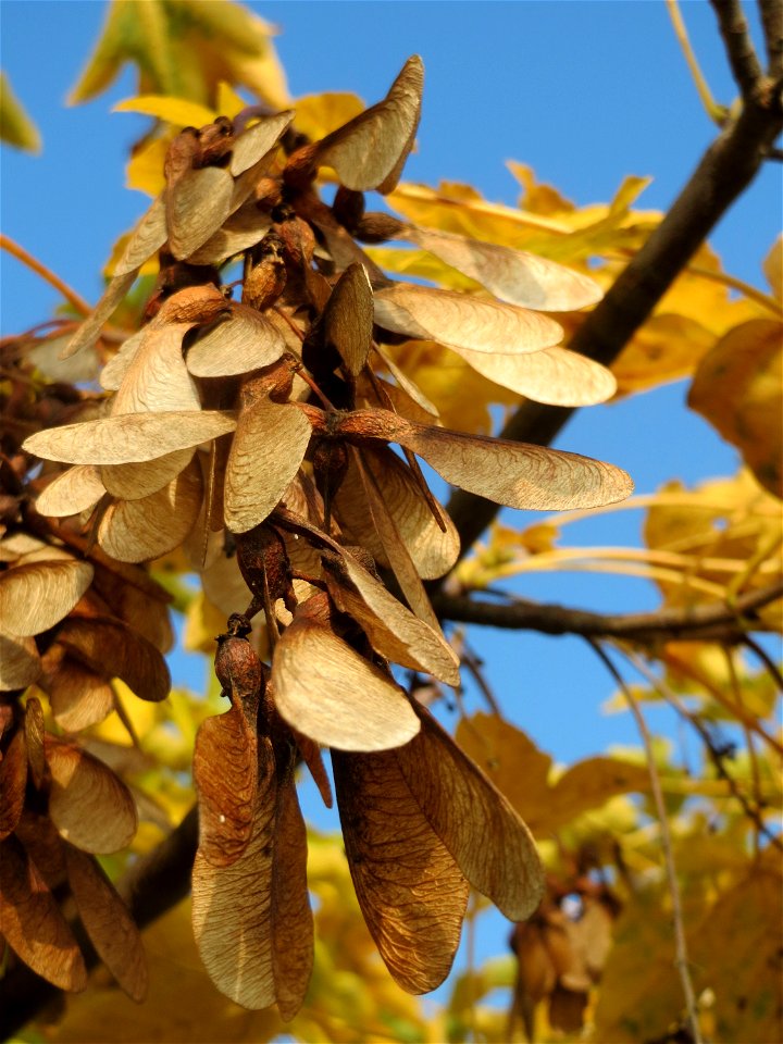 Berghorn (Acer pseudoplatanus) in Hockenheim