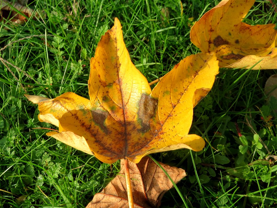 Berghorn (Acer pseudoplatanus) in Hockenheim