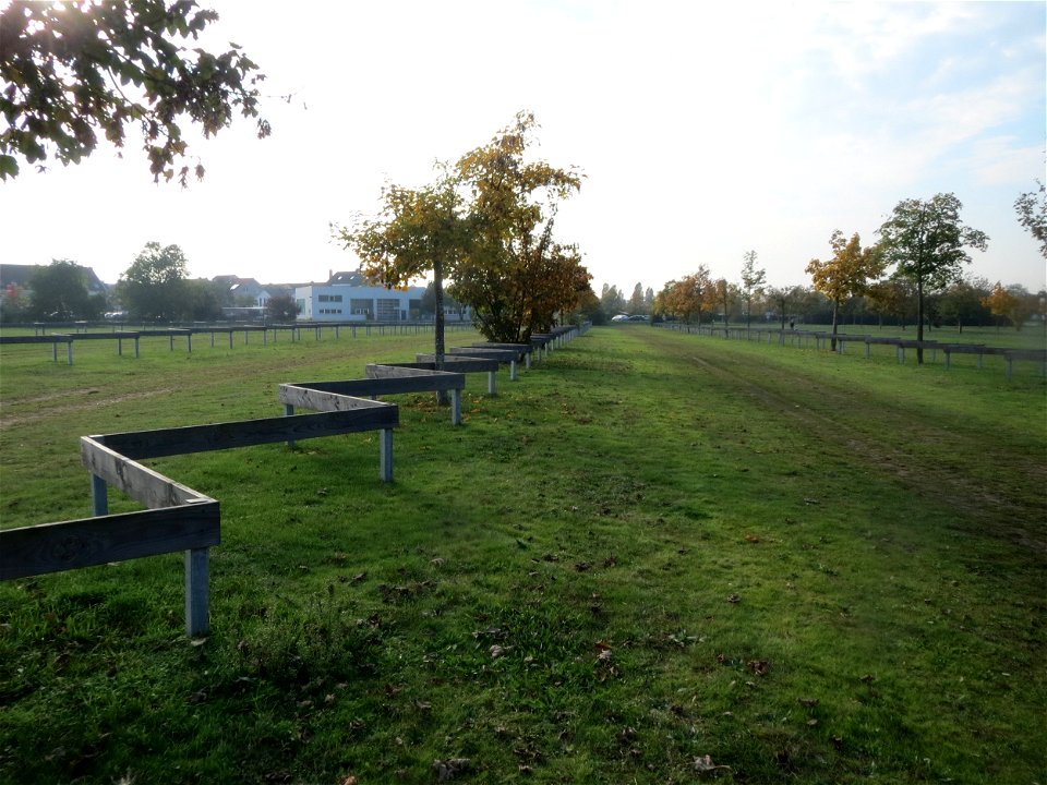 Berghorn (Acer pseudoplatanus) in Hockenheim