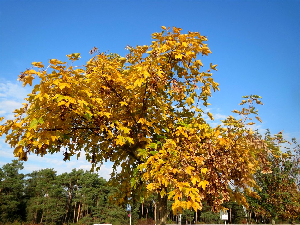 Berghorn (Acer pseudoplatanus) in Hockenheim photo