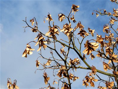 Berghorn (Acer pseudoplatanus) in Hockenheim