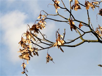 Berghorn (Acer pseudoplatanus) in Hockenheim