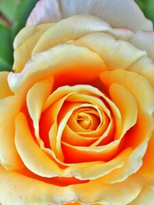 Bloom close up rose bloom