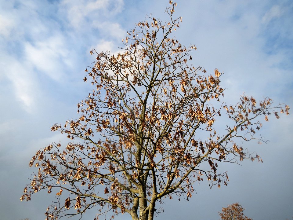 Berghorn (Acer pseudoplatanus) in Hockenheim