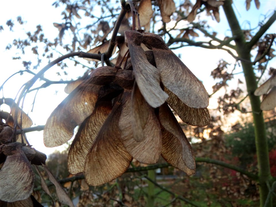 Berghorn (Acer pseudoplatanus) in Hockenheim