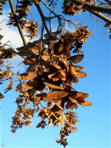 Bergahorn (Acer pseudoplatanus) bei Altlußheim photo