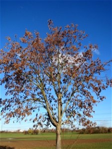 Bergahorn (Acer pseudoplatanus) bei Altlußheim