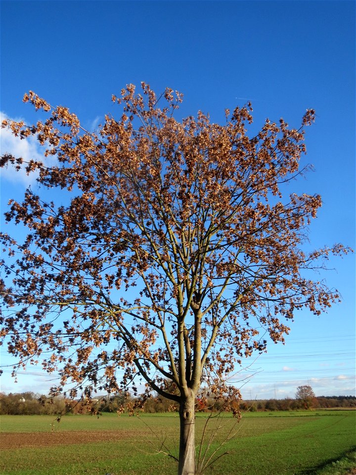 Bergahorn (Acer pseudoplatanus) bei Altlußheim