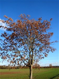 Bergahorn (Acer pseudoplatanus) bei Altlußheim photo