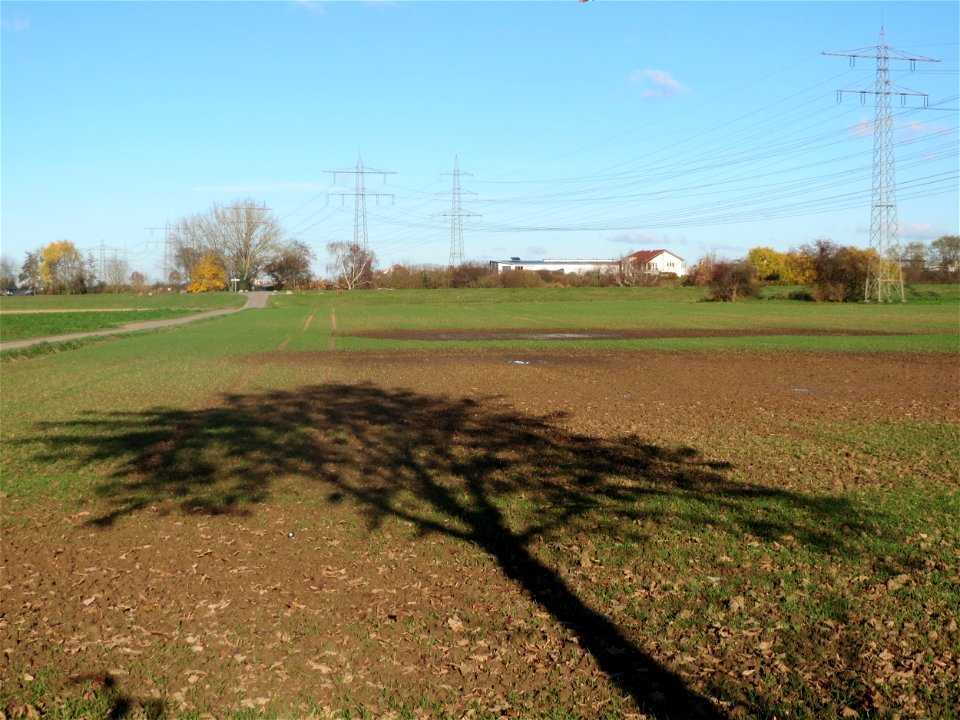 Bergahorn (Acer pseudoplatanus) bei Altlußheim