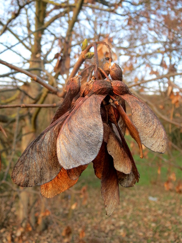 Berghorn (Acer pseudoplatanus) in Hockenheim
