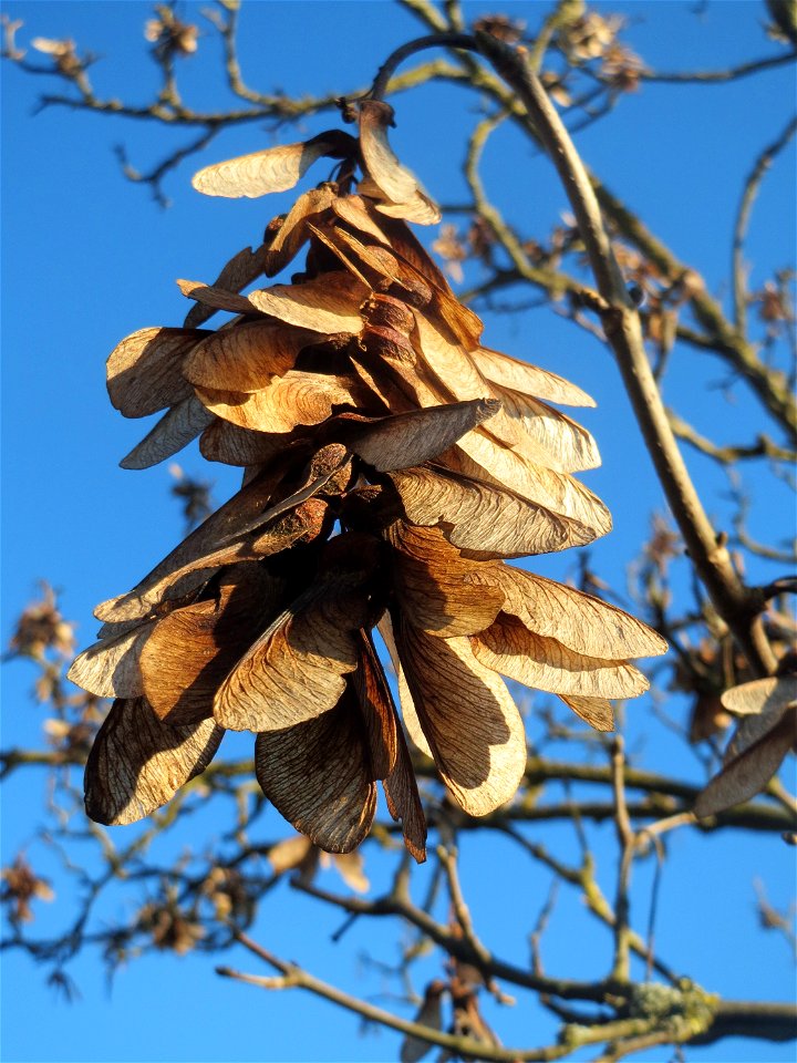 Früchte vom Berghorn (Acer pseudoplatanus) an der A61 bei Hockenheim
