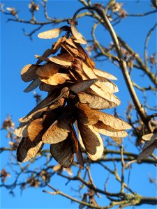 Früchte vom Berghorn (Acer pseudoplatanus) an der A61 bei Hockenheim