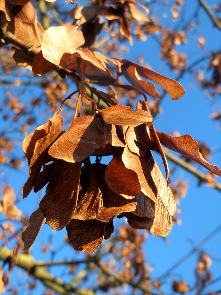 Früchte vom Berghorn (Acer pseudoplatanus) an der A61 bei Hockenheim