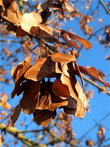 Früchte vom Berghorn (Acer pseudoplatanus) an der A61 bei Hockenheim photo