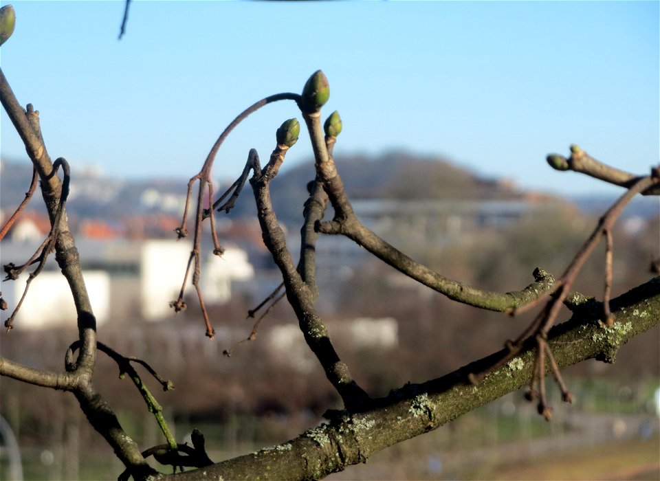 Bergahorn (Acer pseudoplatanus) am Schloss Saarbrücken