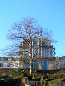 Schloss Saarbrücken mit Bergahorn (Acer pseudoplatanus) photo