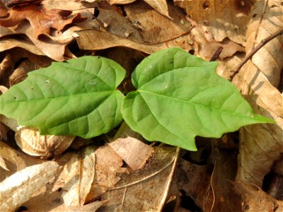 An diesem Standort finden sich v.a. Roteichen, aber dies ist wohl eher ein Sprössling vom Bergahorn (Acer pseudoplatanus) im Saubusch in der Schwetzinger Hardt