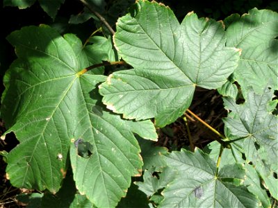 Bergahorn (Acer pseudoplatanus) am Winterberg in Sankt Arnual