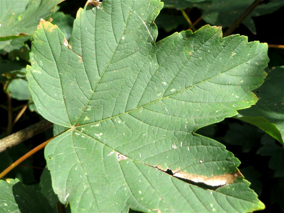 Bergahorn (Acer pseudoplatanus) am Winterberg in Sankt Arnual