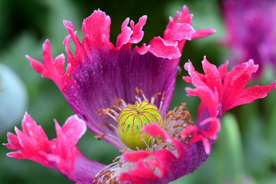 Pollen summer food photo