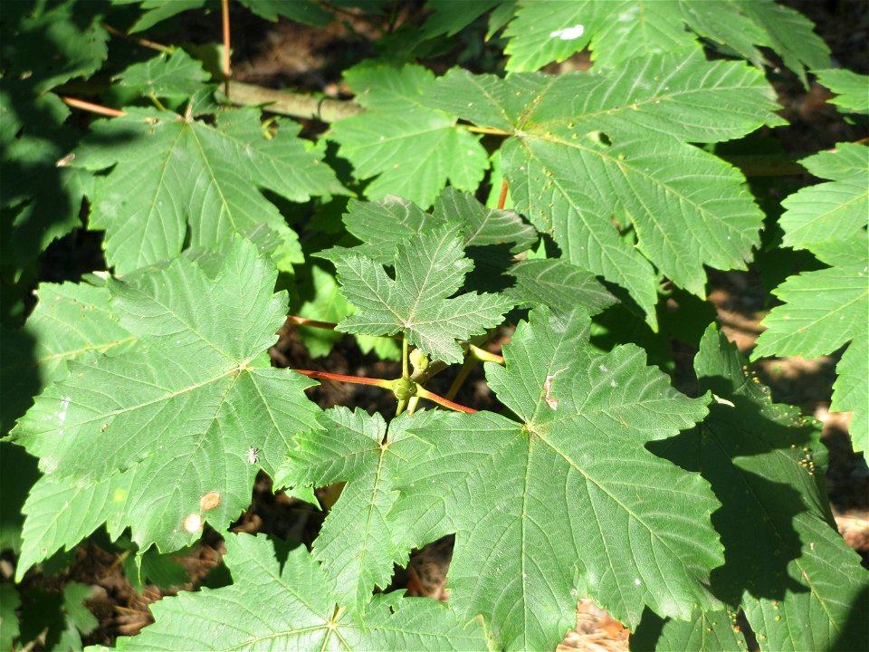 Blätter vom Bergahorn (Acer pseudoplatanus) am Hockenheimer Baggersee in der Schwetzinger Hardt