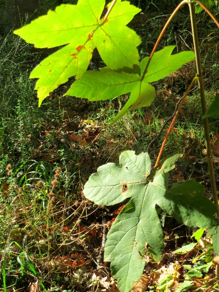 Blätter von einem jungen Bergahorn (Acer pseudoplatanus) im Landschaftsschutzgebiet „Drahtzugweiher und das Habsterwiesental“ in Alt-Saarbrücken