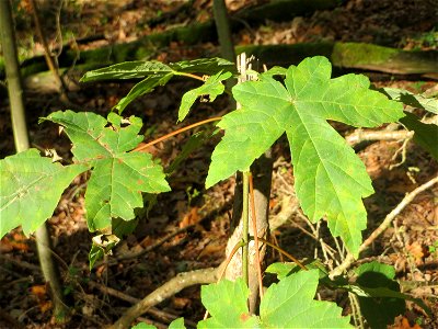 Blätter von einem jungen Bergahorn (Acer pseudoplatanus) im Landschaftsschutzgebiet „Drahtzugweiher und das Habsterwiesental“ in Alt-Saarbrücken
