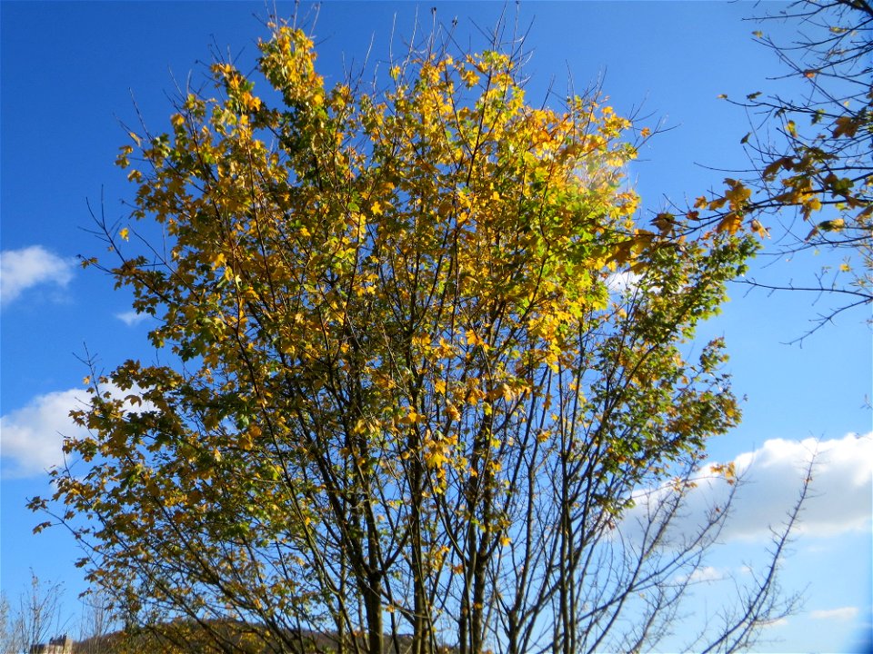 Bergahorn (Acer pseudoplatanus) am Osthafen Saarbrücken