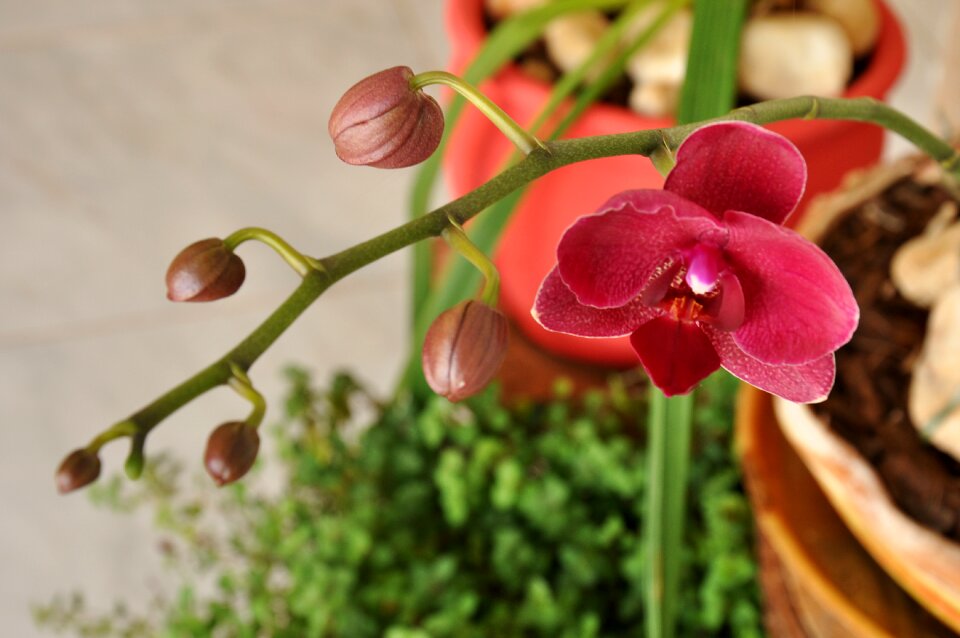 Flowers flora botany
