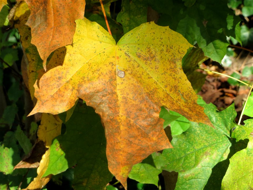 Bergahorn (Acer pseudoplatanus) in der ehem. Bismarckanlage in Sankt Arnual