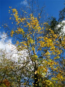 Bergahorn (Acer pseudoplatanus) am Osthafen Saarbrücken photo