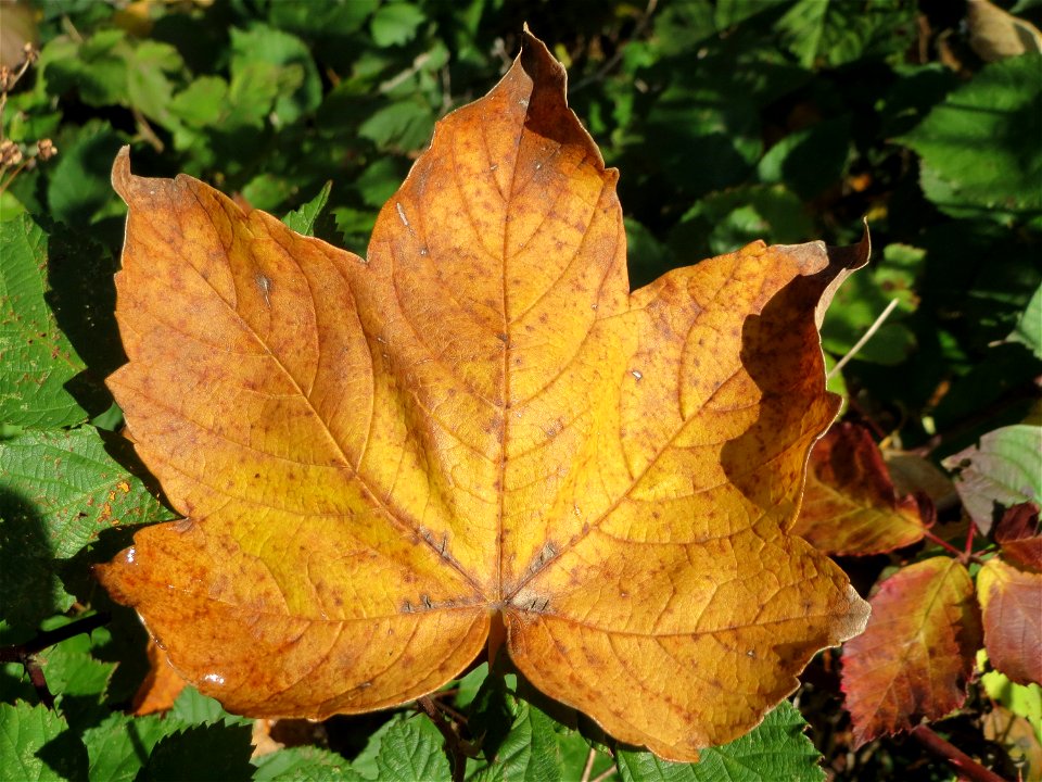 Bergahorn (Acer pseudoplatanus) am Osthafen Saarbrücken