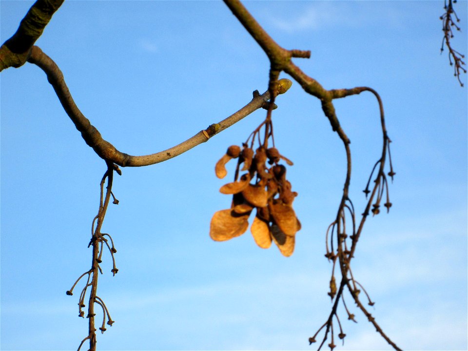 Berghorn (Acer pseudoplatanus) auf einer Parkplatzwiese am Nordring in Hockenheim
