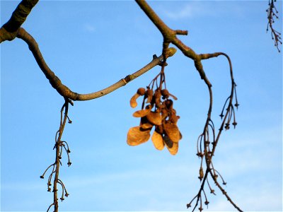 Berghorn (Acer pseudoplatanus) auf einer Parkplatzwiese am Nordring in Hockenheim photo