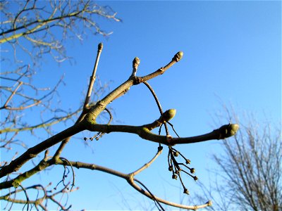 Berghorn (Acer pseudoplatanus) an der Böschung der A61 bei Hockenheim