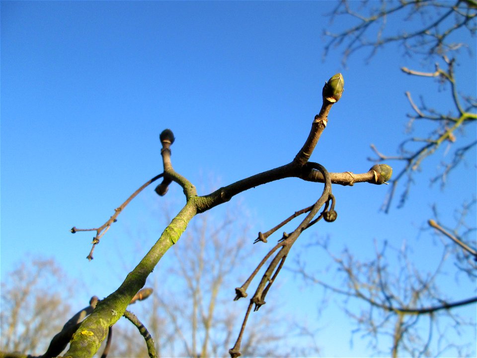 Berghorn (Acer pseudoplatanus) an der Böschung der A61 bei Hockenheim