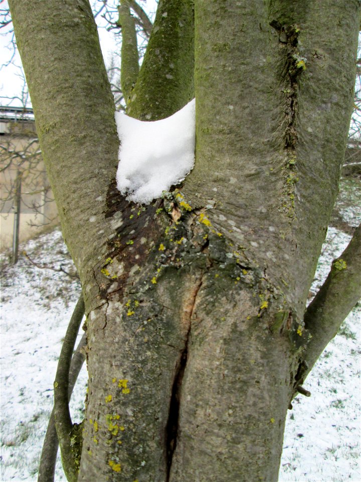 Berghorn (Acer pseudoplatanus) an der A61 bei Hockenheim bei Neuschnee am 18. März 2018