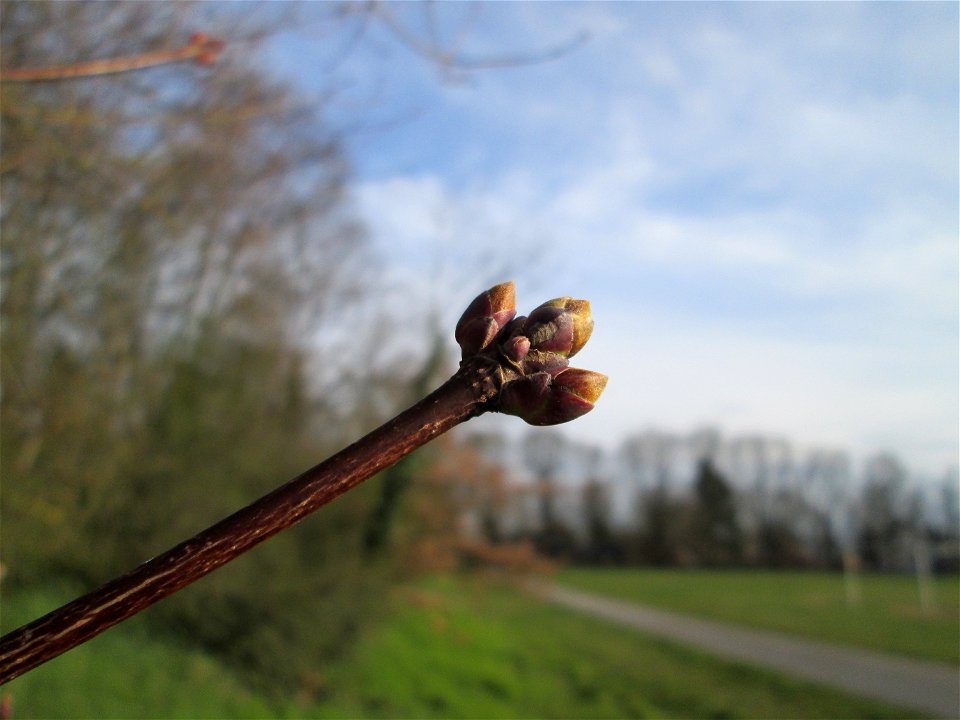 Knospen vom Berghorn (Acer pseudoplatanus) in Hockenheim