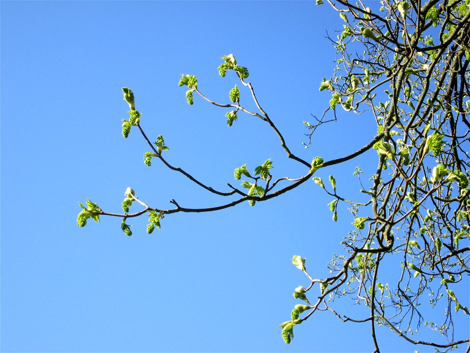 Bergahorn (Acer pseudoplatanus) am Staden in Saarbrücken