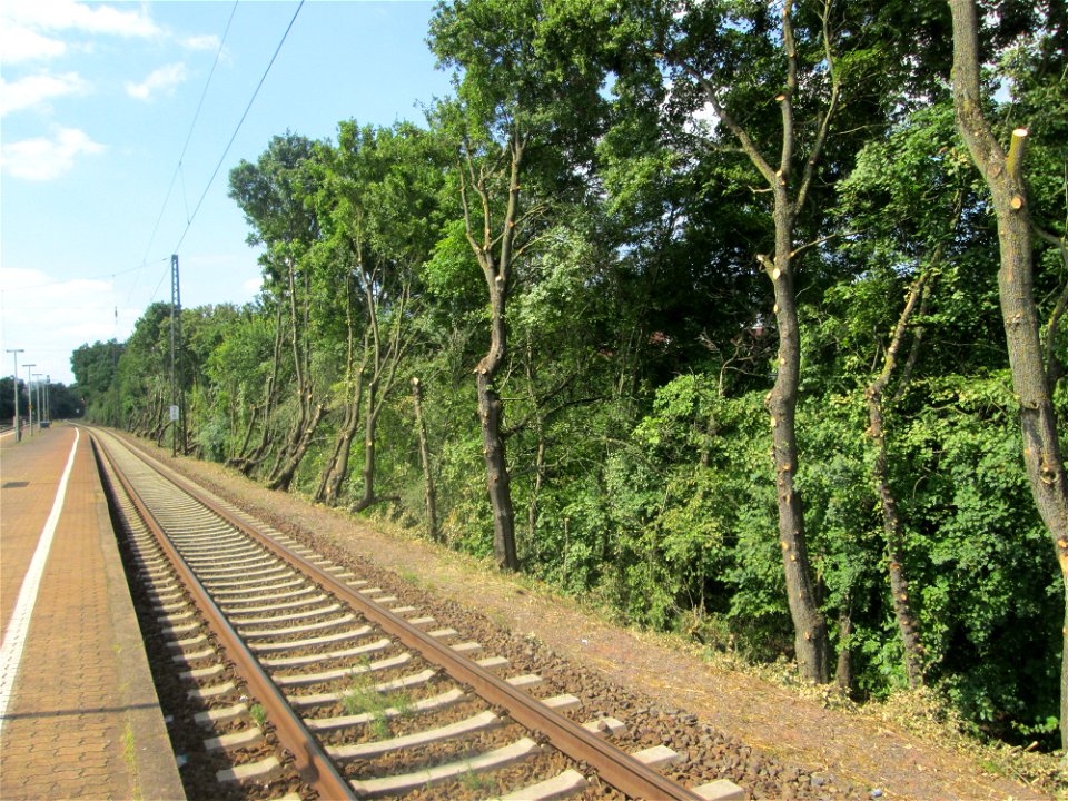 Zurückgeschnittenes Bergahorn (Acer pseudoplatanus) am Bahnhof Saarbrücken-Ost