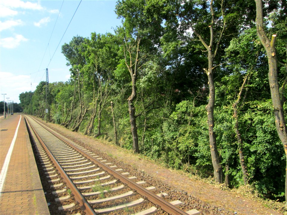 Zurückgeschnittenes Bergahorn (Acer pseudoplatanus) am Bahnhof Saarbrücken-Ost photo