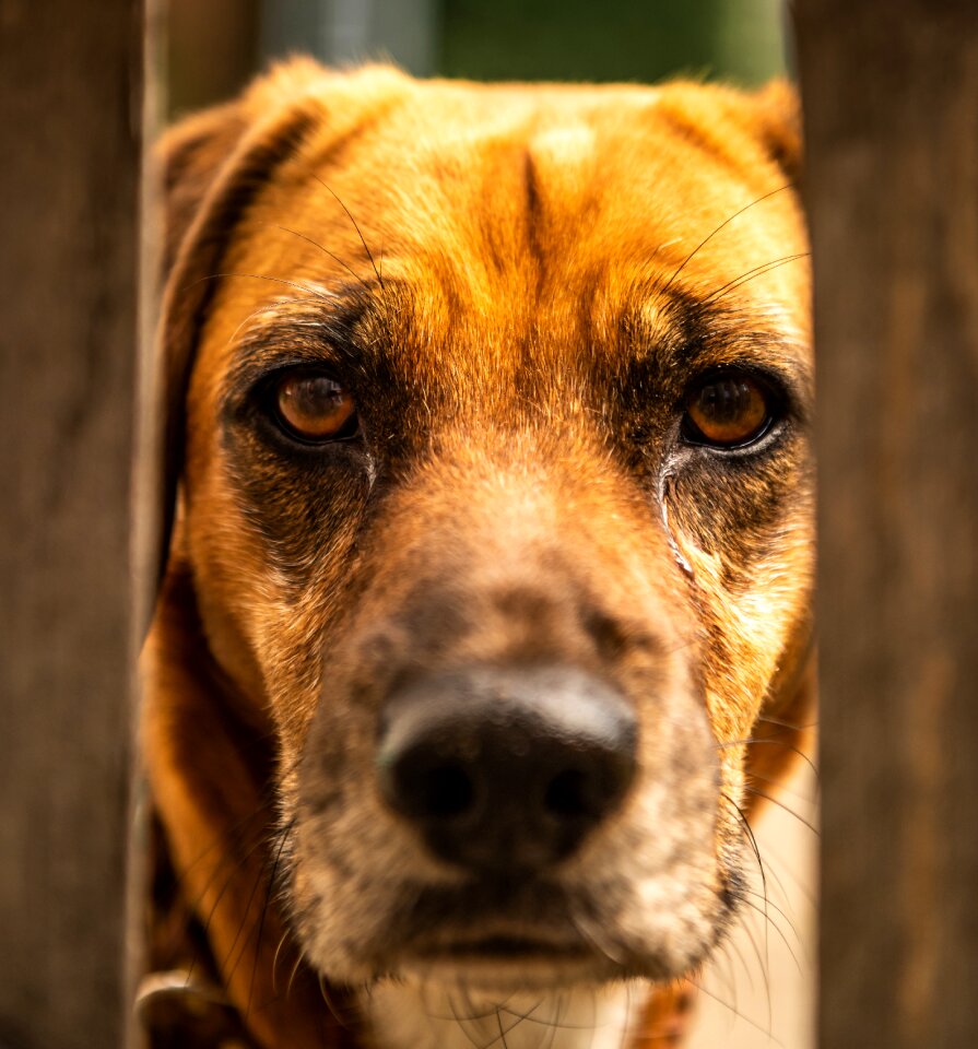 Animal portrait fence