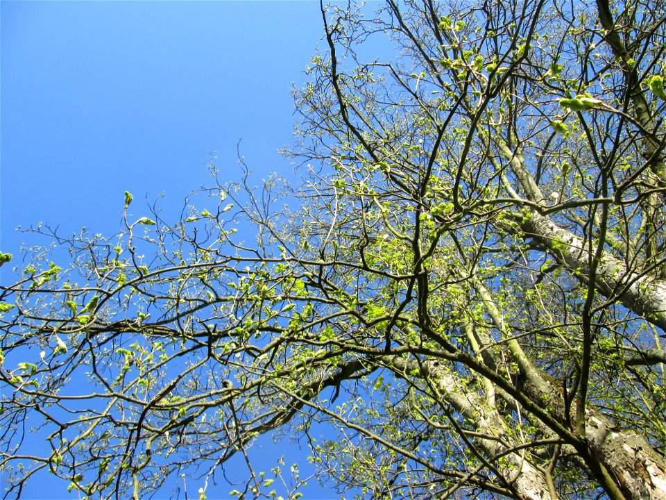 Bergahorn (Acer pseudoplatanus) am Staden in Saarbrücken