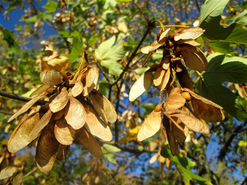 Früchte vom Berghorn (Acer pseudoplatanus) an der A61 bei Hockenheim