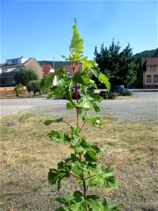 Junges Bergahorn (Acer pseudoplatanus) am Bahnhof Bruchmühlbach Miesau